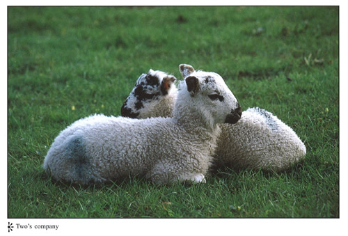 Two's Company postcards